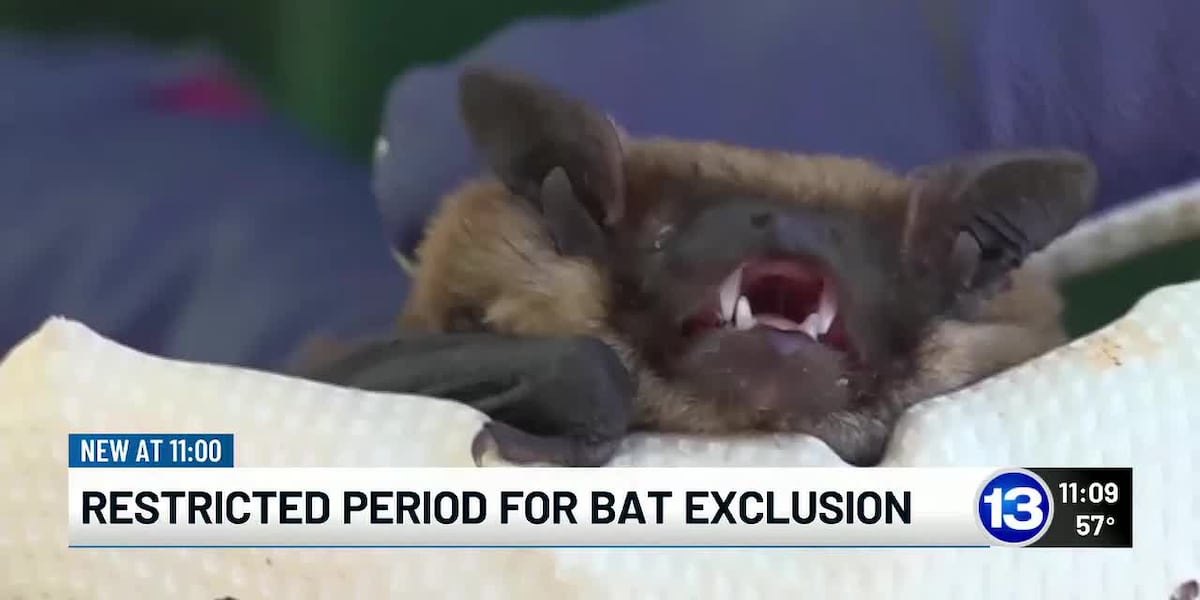 Ohio fall bat exclusion period begins