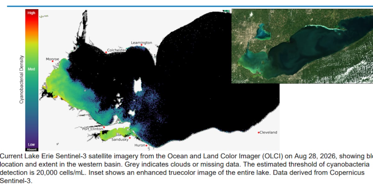Researchers investigate harmful effects of Lake Erie algal bloom toxins