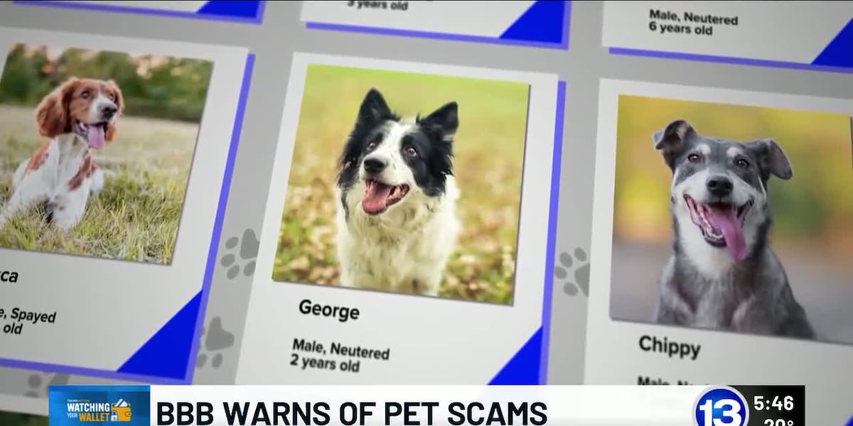 Watching Your Wallet: BBB Warns of Pet Scams Watching Your Wallet: BBB Warns of Pet Scams