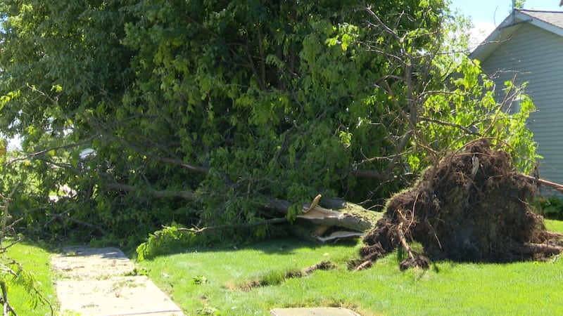 Strong winds knocked down power lines, sent trees crashing into homes