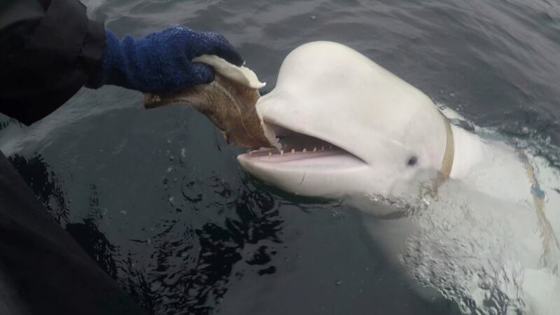 FILE - In this photo taken in April 2019 a beluga whale found in Arctic Norway is fed.
