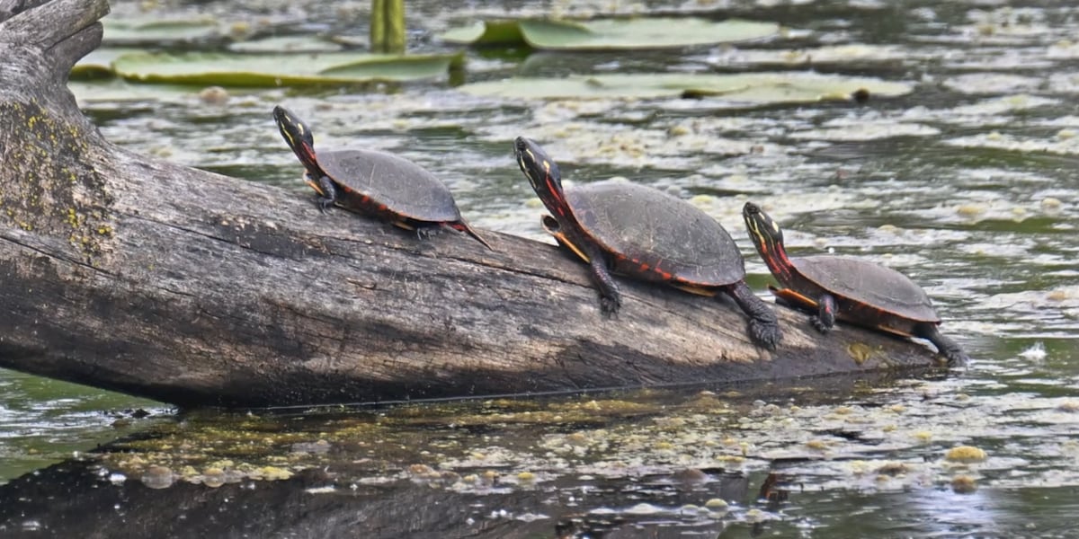 Metroparks Meetup: Effort to protect local turtles sees success