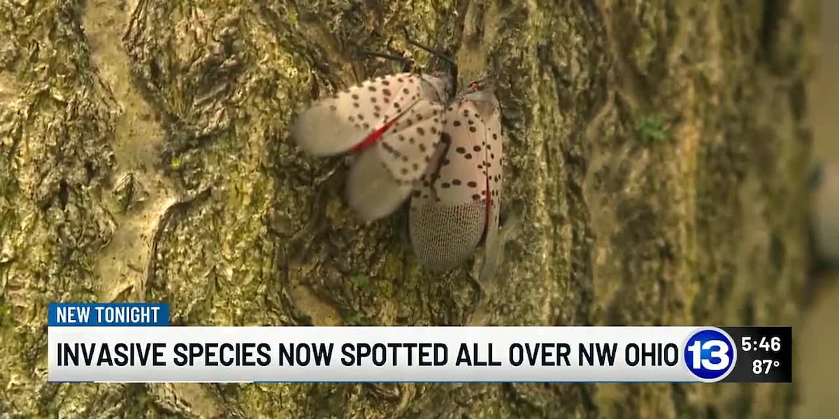 Invasive species now spotted all over NW Ohio