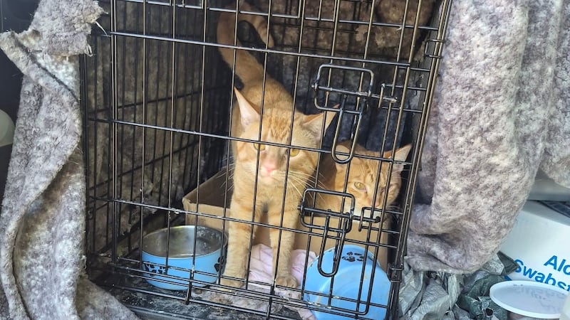 2 cats rescued after being locked in trunk by people who were ‘watching’ them for friends
