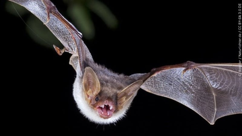 Usa Bat Rabies Rabies-positive bat detected in Lenawee County
