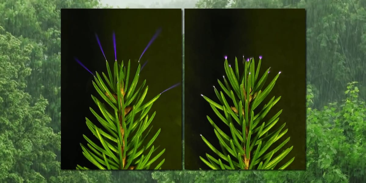 Momento de Ciencia: Nueva investigación encuentra descargas de corona brillando en copas de árboles durante tormentas