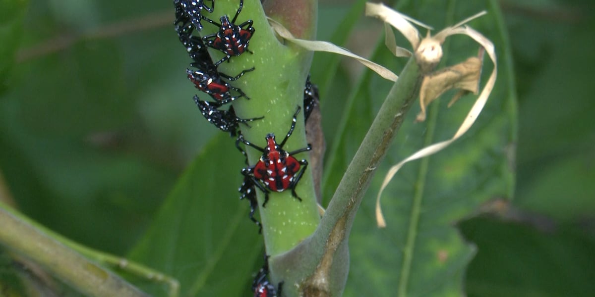 Fighting spotted lanternflies: Invasive sap-sucking bugs return to Northwest Ohio