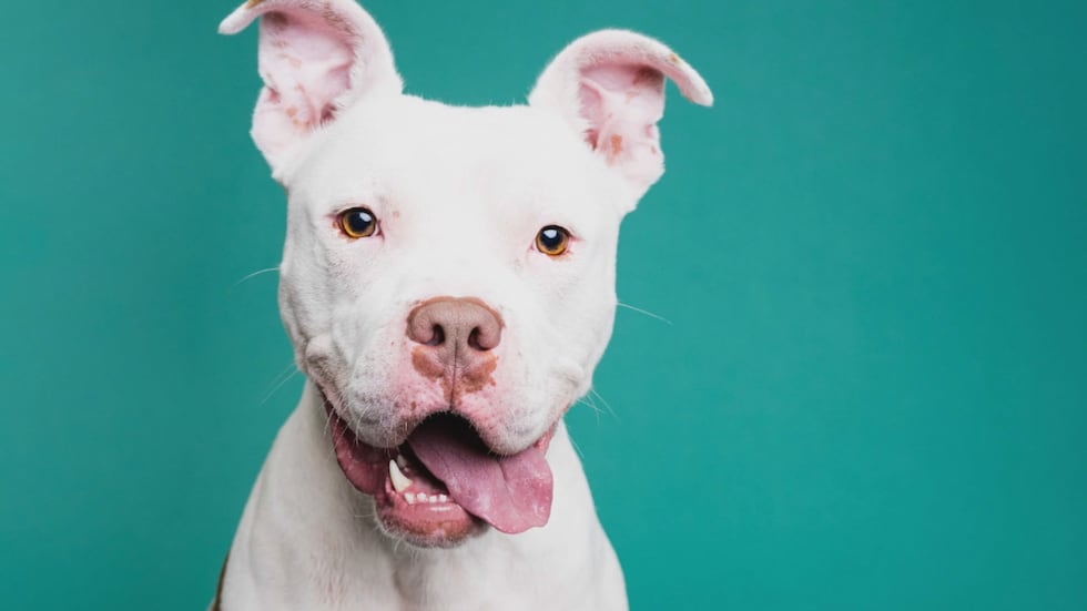 Rebecca Trumbull is a Toledo-based photographer who is hosting a photo shoot for shelter dogs...