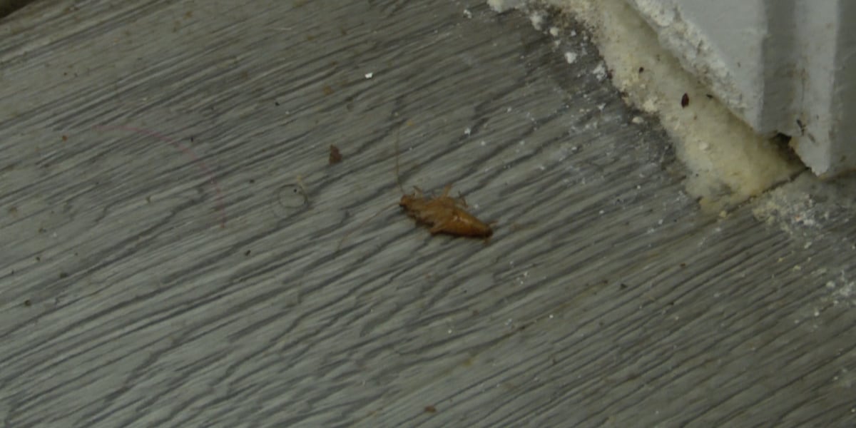 Couple says roach infestation taking over Toledo apartment; pest control delayed