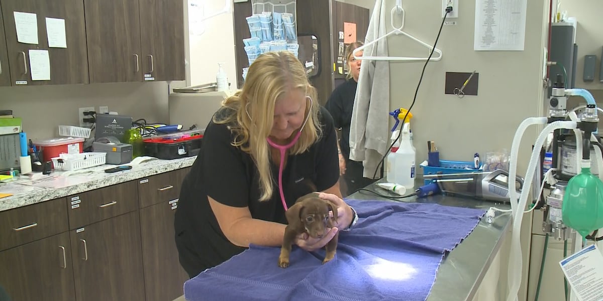 Wildfire smoke poses health risk to animals