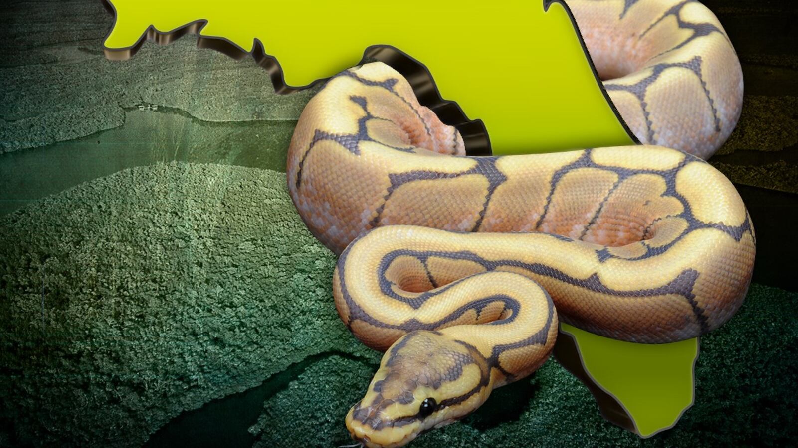 Hunter saves deer from python in Everglades