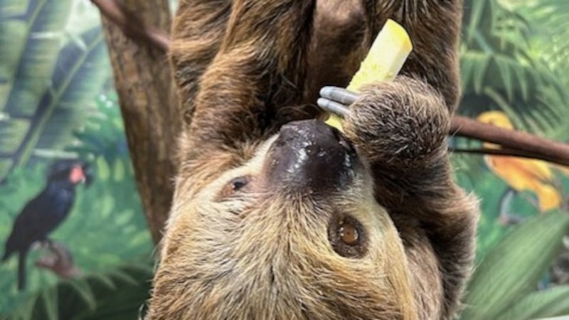 The Port Clinton preserve has a drive-thru and a walk-thru safari