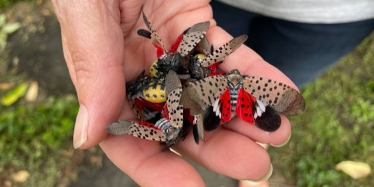 Invasive insect that was first spotted in Ohio in 2020 can now be found ...