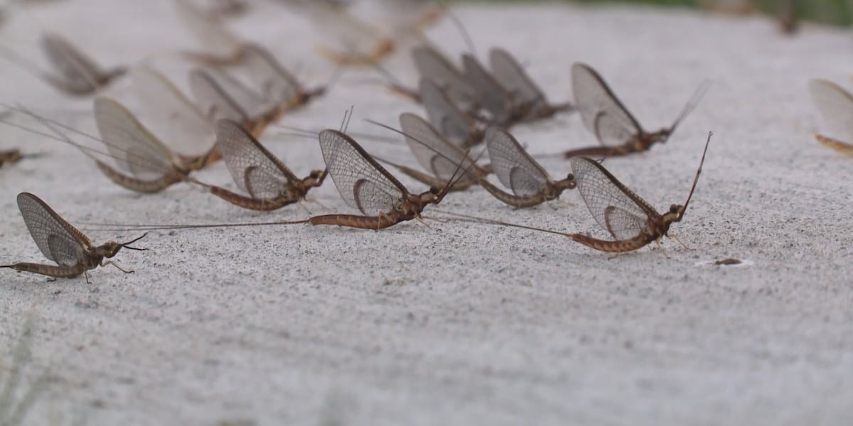 Mayfly In House The return of the mayflies