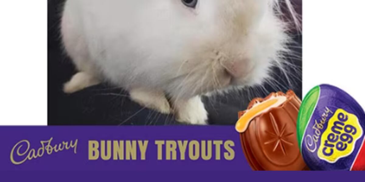 Ohio rabbit vies for Cadbury Bunny crown