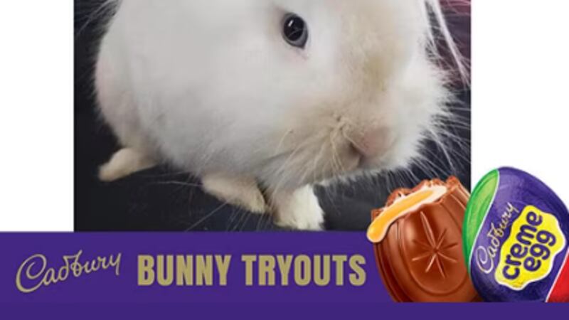 Cadbery Rabbit Signature Ohio rabbit vies for Cadbury Bunny crown