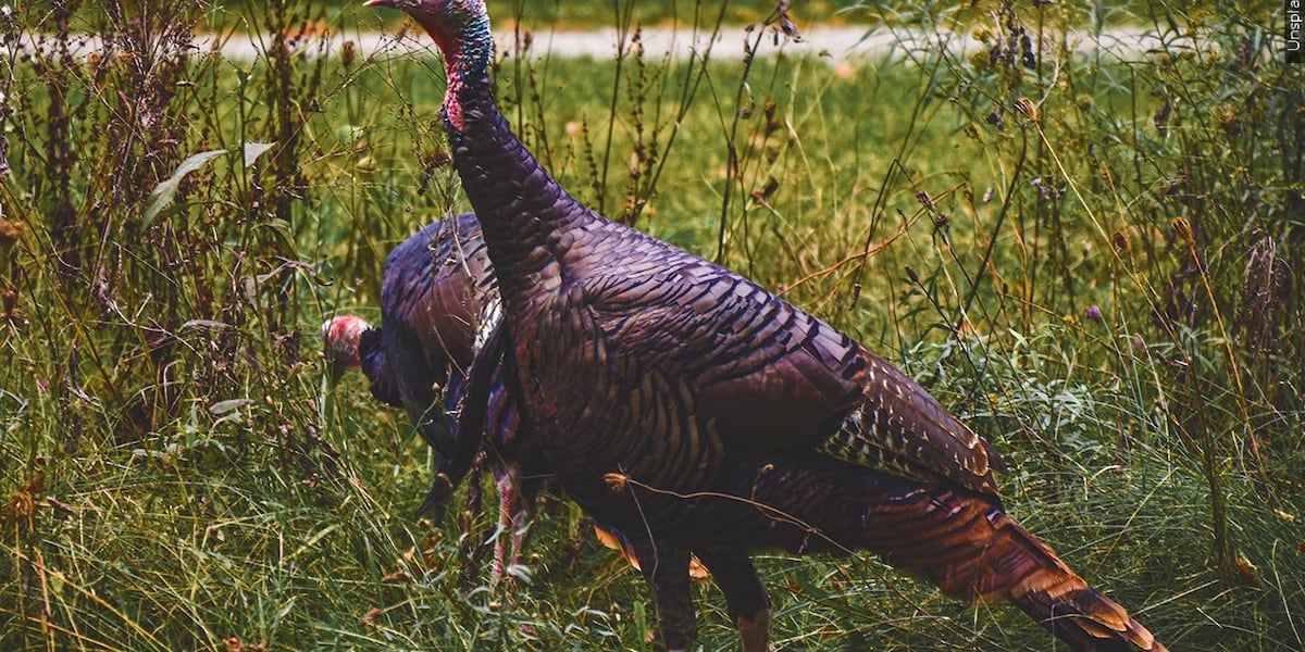 Turkeys Roaming ‘Aggressive’ turkeys roaming Bowling Green
