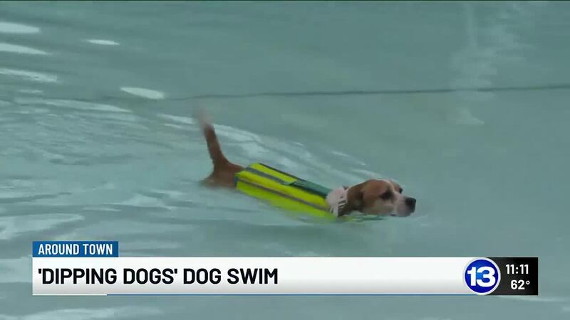 Dipping Dogs Dog swim